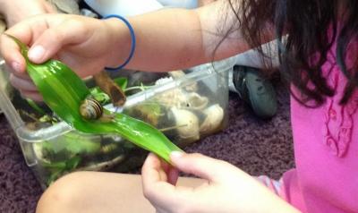 一个孩子在用一片叶子做实验，看它是否能充当蜗牛的滑梯。