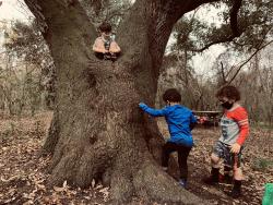 一群孩子围着一棵树玩耍